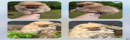 Pomeranian dogs for sale: Timber - Ad 12