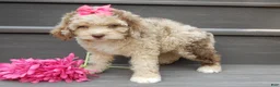 Cockapoo dogs for sale: Penny - Ad 4