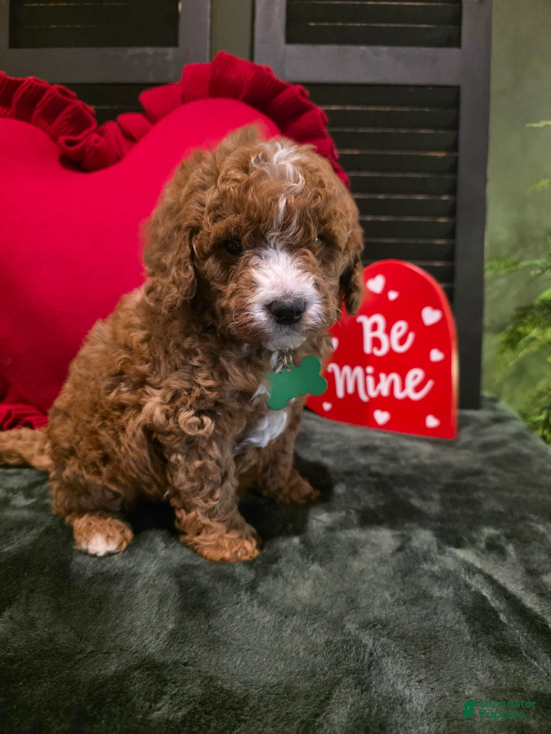 Mini Bernedoodle dogs for sale: Colton  - Ad 12