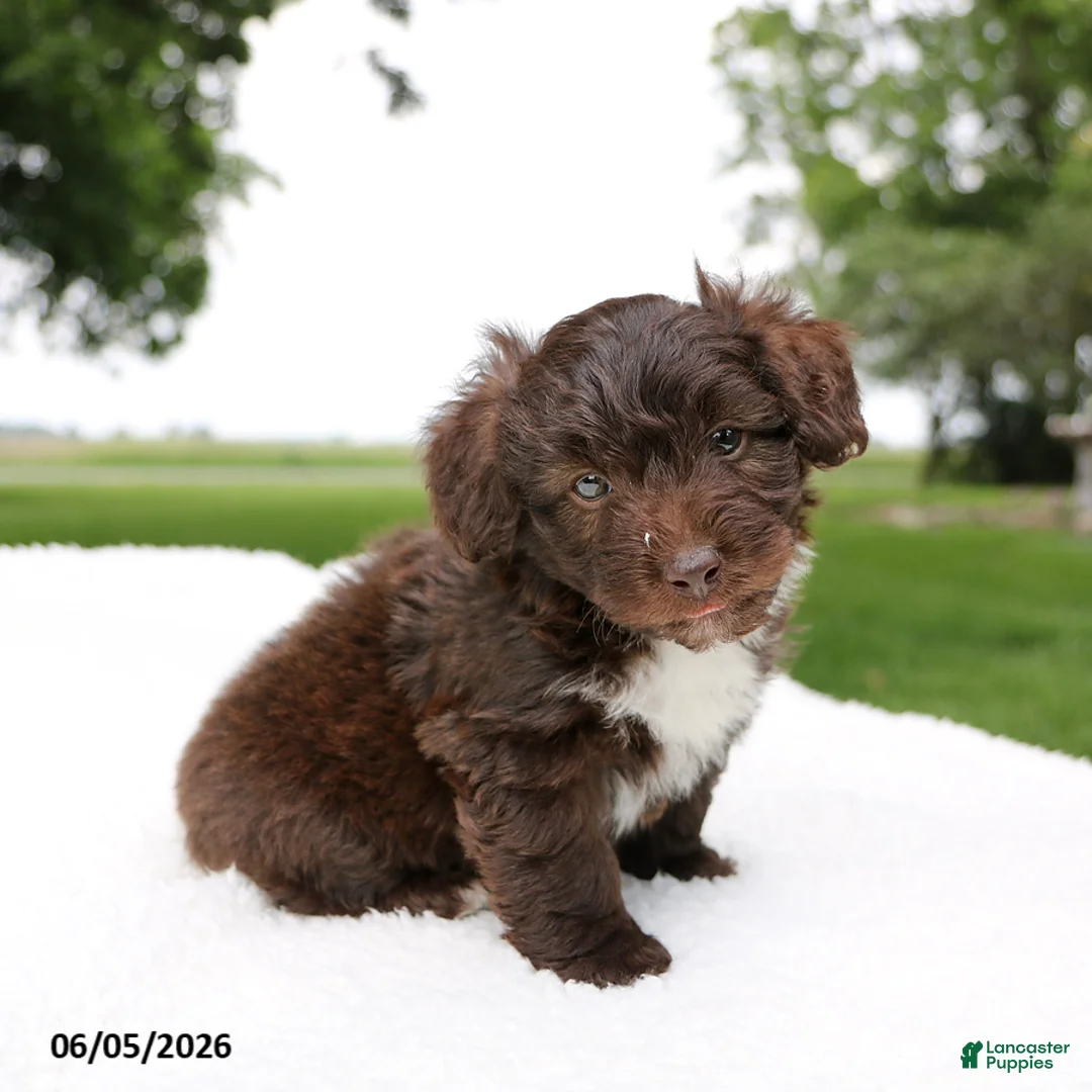 Mini Aussiedoodle dogs for sale: Ace - Ad 3
