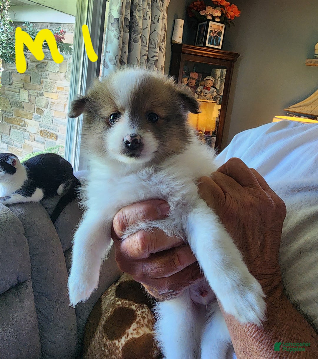 Pomeranian dogs for sale: Seeya - Ad 1