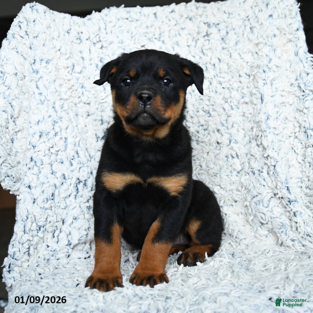 Rottweiler dogs for sale: Selena - Ad 3