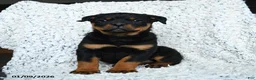 Rottweiler dogs for sale: Selena - Ad 6