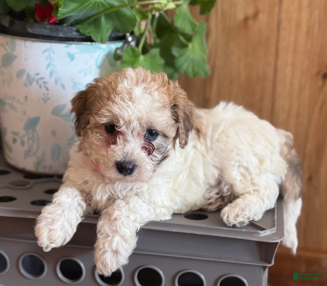 Bichpoo dogs for sale: Misty - Ad 3