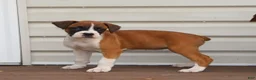 Boxer dogs for sale: Piper - Ad 2