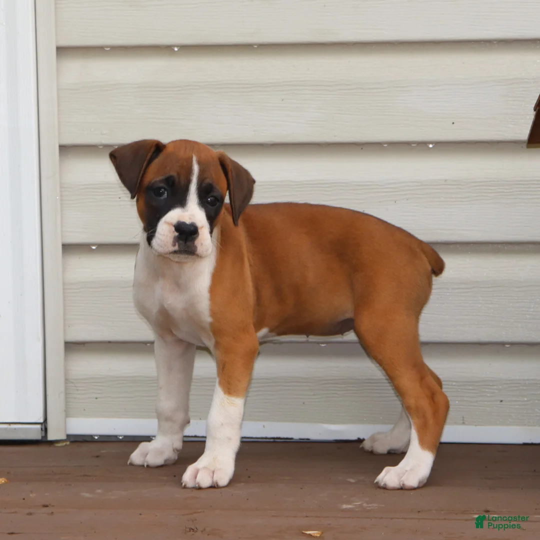 Boxer dogs for sale: Piper - Ad 2