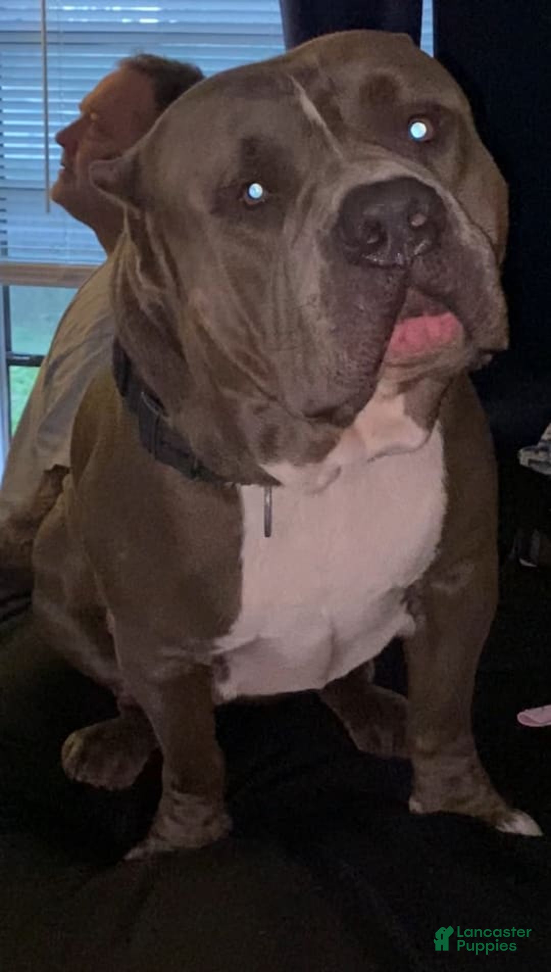 Gallery Image {{count}}