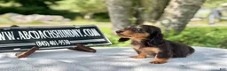 Miniature Dachshund dogs for sale: Russian AKC dapple Lh girl - Ad 4