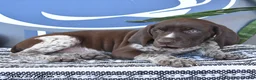 German Shorthaired Pointer dogs for sale: Cody - Ad 3