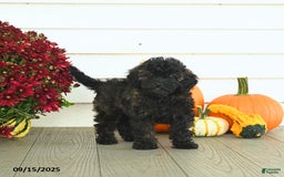 Mini Goldendoodle dogs for sale: Coconut - Image 13