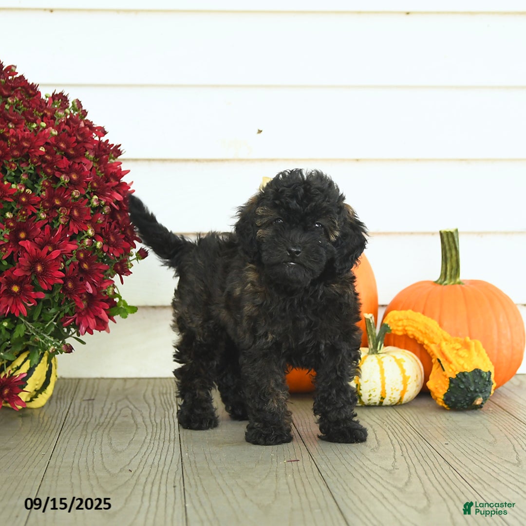 Mini Goldendoodle dogs for sale: Coconut - Image 13