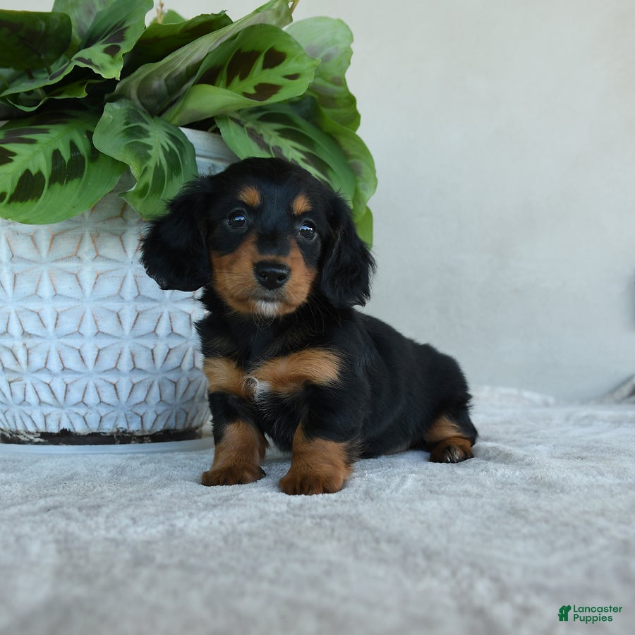 Dachshund dogs Lotty - Ad 1