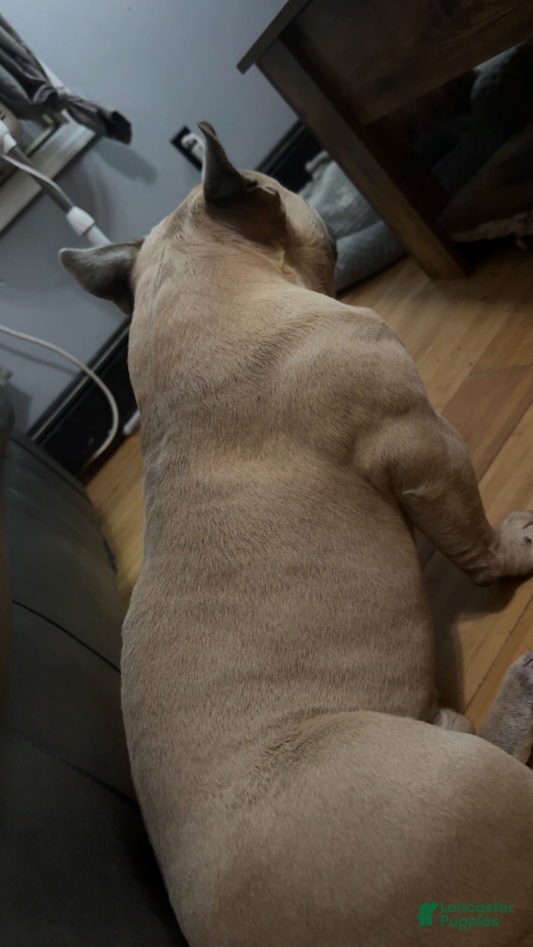 American Bully dogs groot - Ad 1