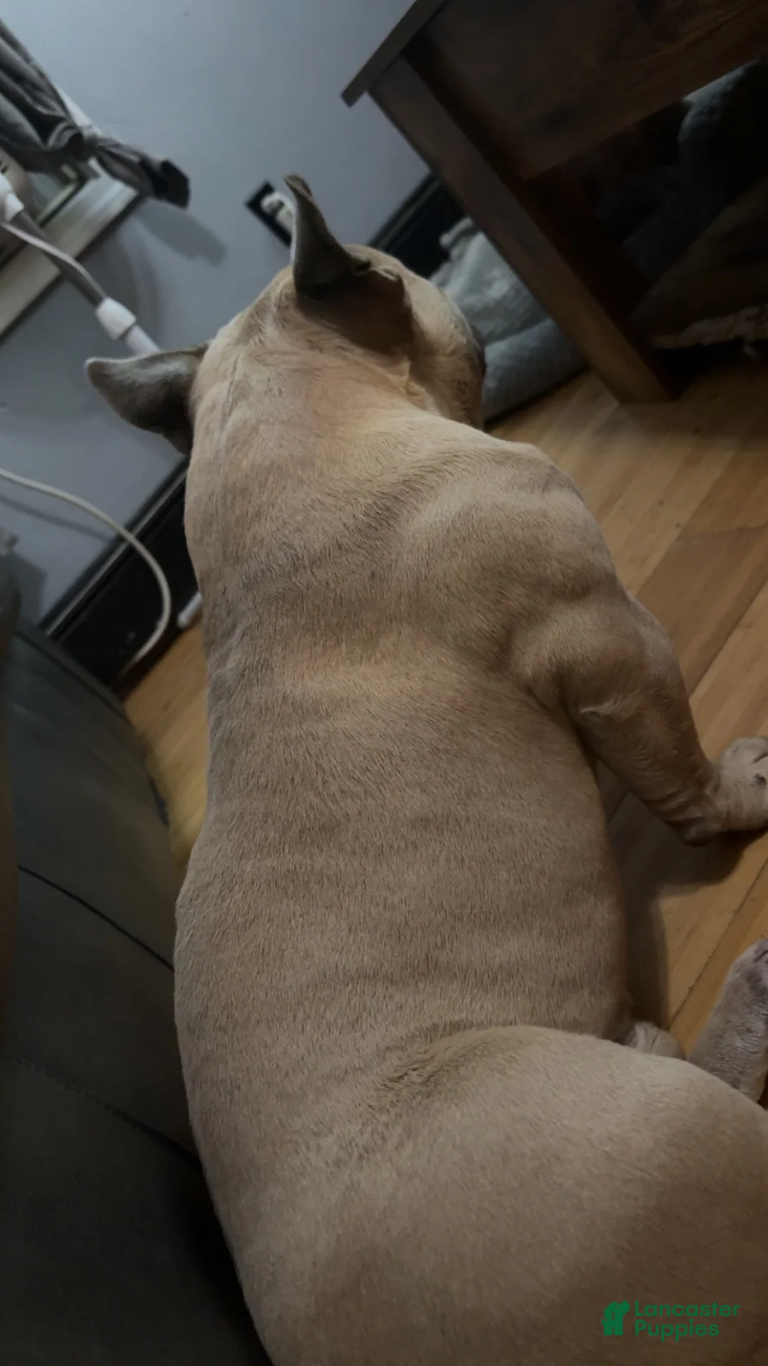 American Bully dogs for stud: groot - Ad 1