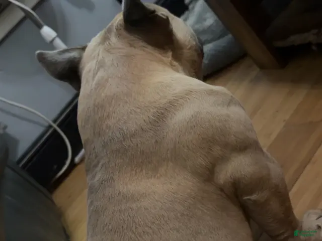 American Bully dogs for stud: Groot - Ad 1