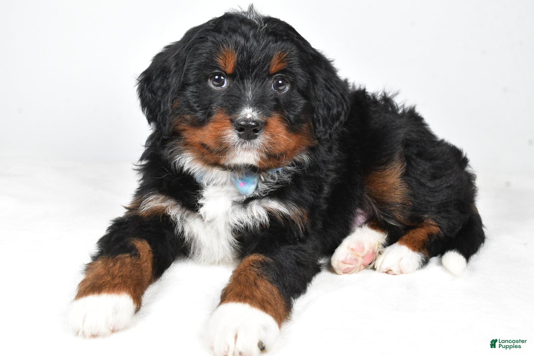 Mini Bernedoodle dogs for sale: Austin - Ad 2