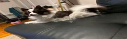 Pomeranian dogs for sale: Pomeranian 1 - Ad 3