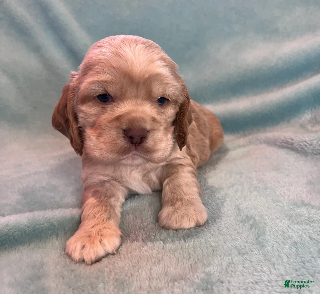 Cocker Spaniel dogs for sale: Buddy  - Ad 3