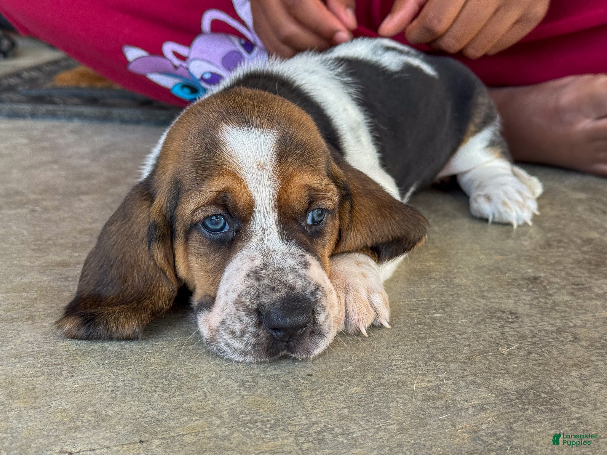 Basset Hound dogs Sophie - Ad 1