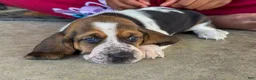 Basset Hound dogs for sale: Sophie - Ad 1
