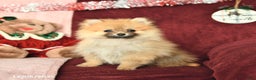Pomeranian dogs for sale: Pansy - Ad 4