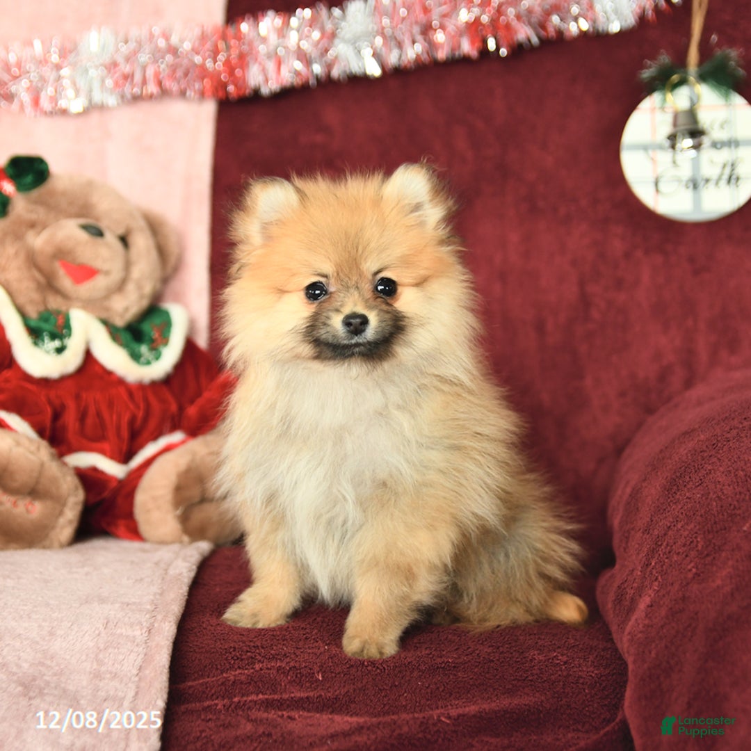Pomeranian dogs for sale: Pansy - Ad 4