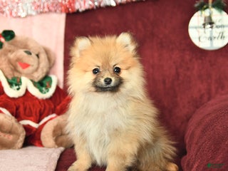 Pomeranian dogs Pansy - Ad 28