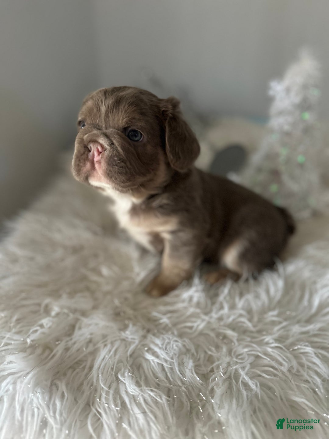 French Bulldog dogs for sale: Isabella and tan fluffy pink carrier - Ad 6