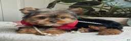 Yorkshire Terrier dogs for sale: Fido - Ad 8