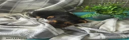 Yorkshire Terrier dogs for sale: Haley - Ad 3
