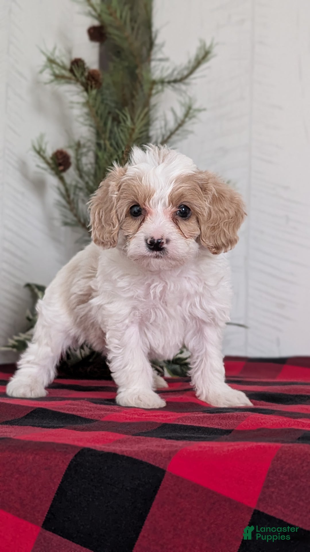 Cavapoo dogs for sale: Duke - Ad 5