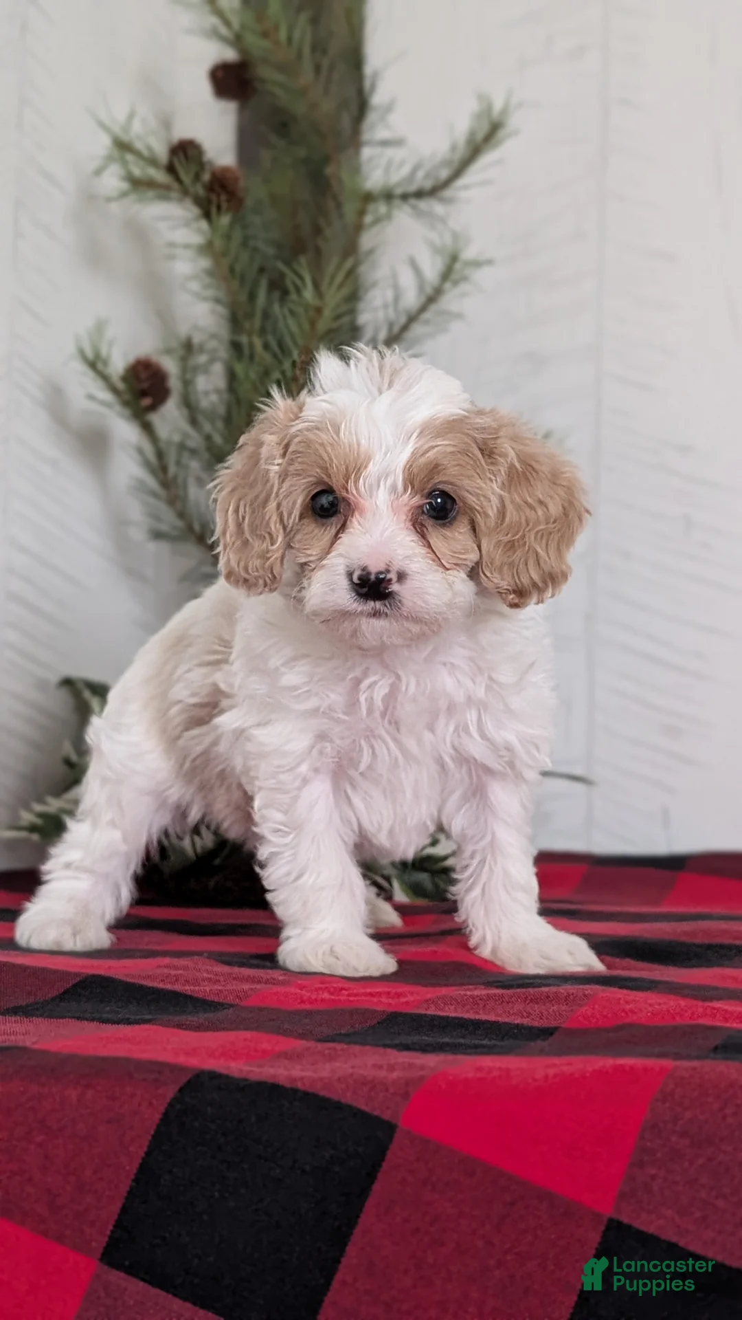Cavapoo dogs for sale: Duke - Ad 7