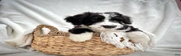 Bernedoodle dogs for sale: Cooper - Ad 6