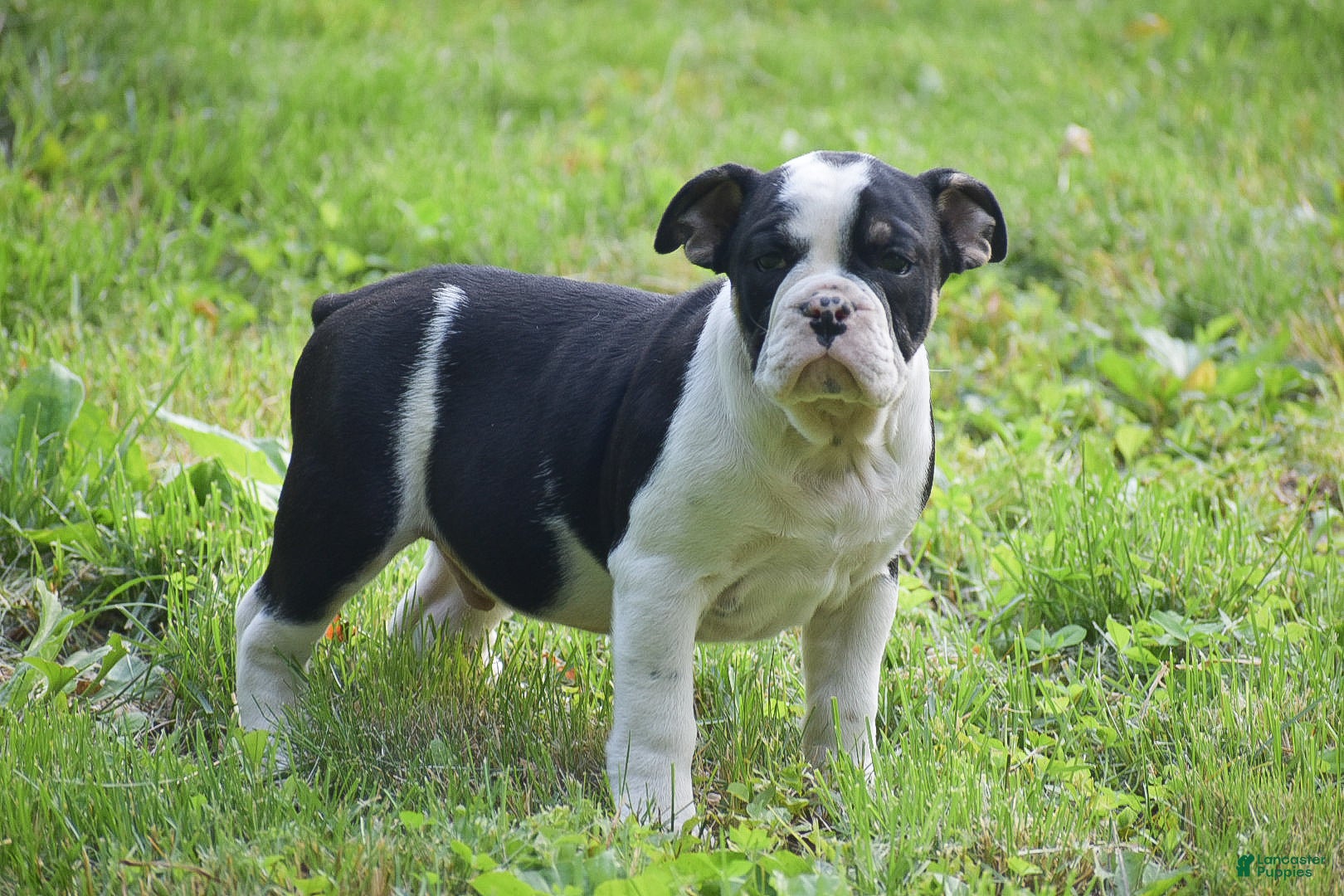 Olde English Bulldogge dogs Anubis - Ad 1