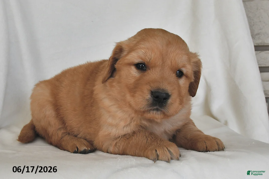 Golden Retriever dogs for sale: Franklin - Ad 2