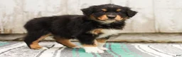 Australian Shepherd dogs for sale: Tessa - Ad 6