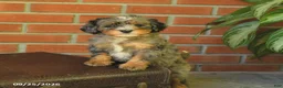 Bernedoodle dogs for sale: Buddy - Ad 4