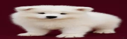 Samoyed dogs for sale: Cloud - Ad 8