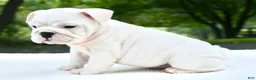 English Bulldog dogs for sale: Harper  - Ad 1