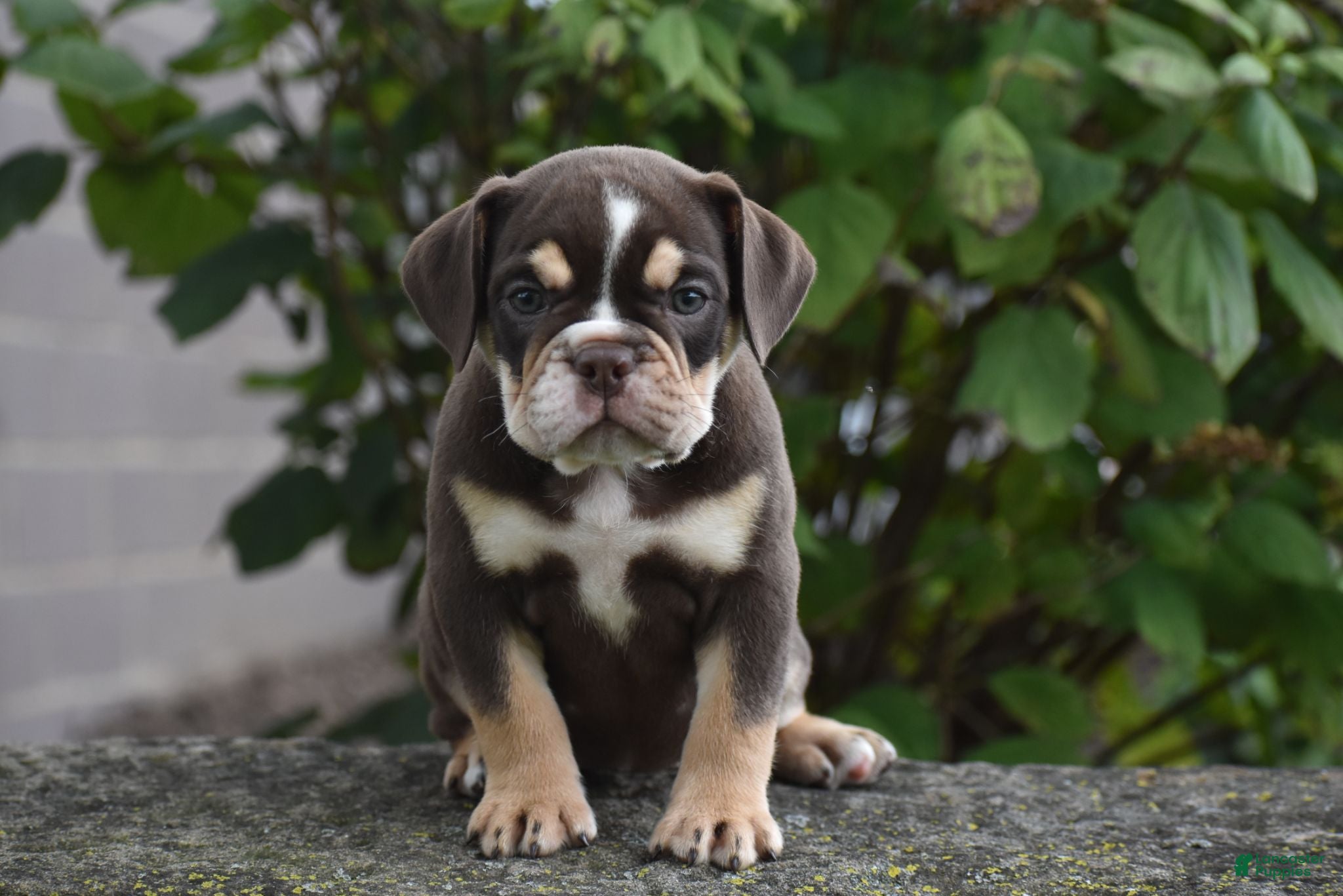 Beabull dogs Piper - Ad 2