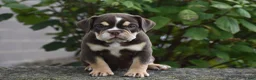 Beabull dogs for sale: Piper - Ad 2