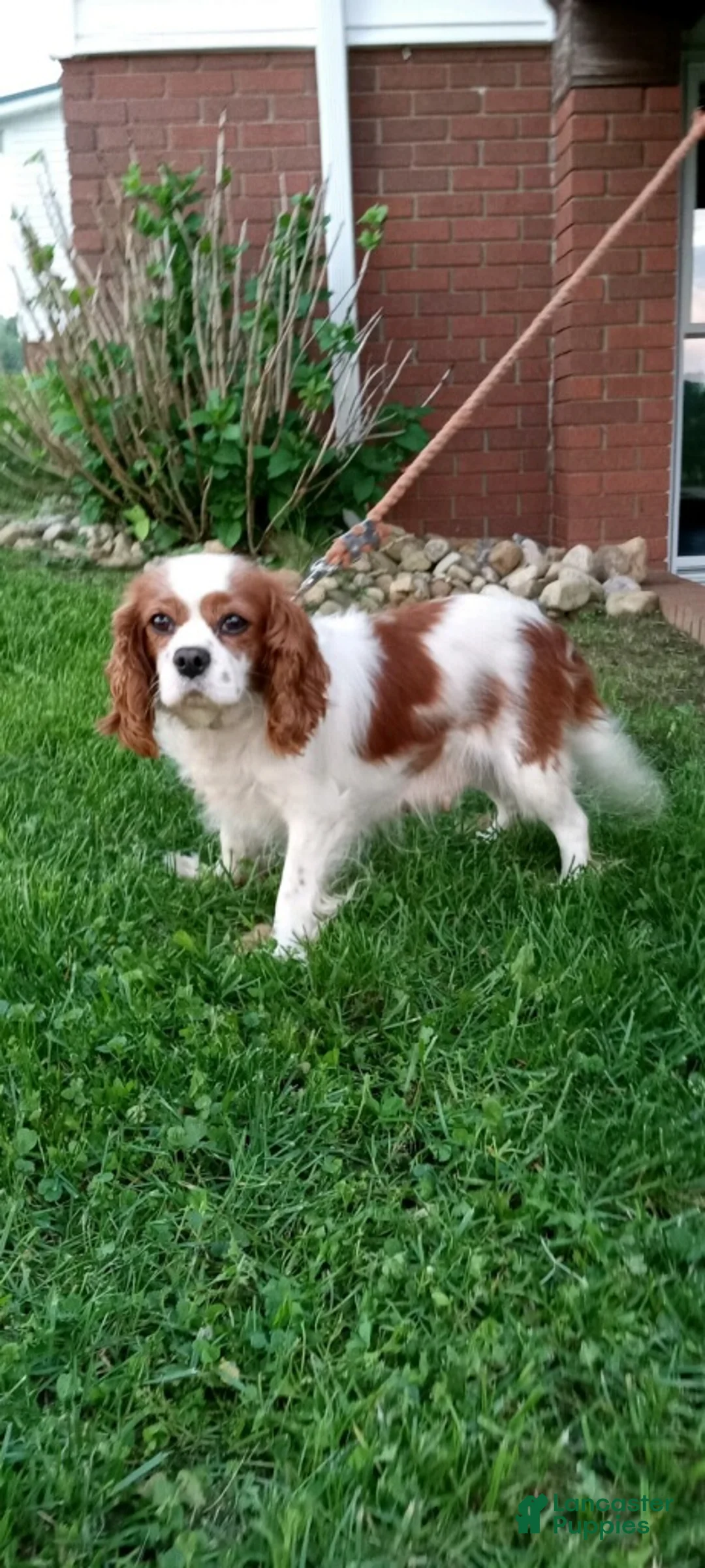 Cavapoo dogs for sale: Max - Ad 11