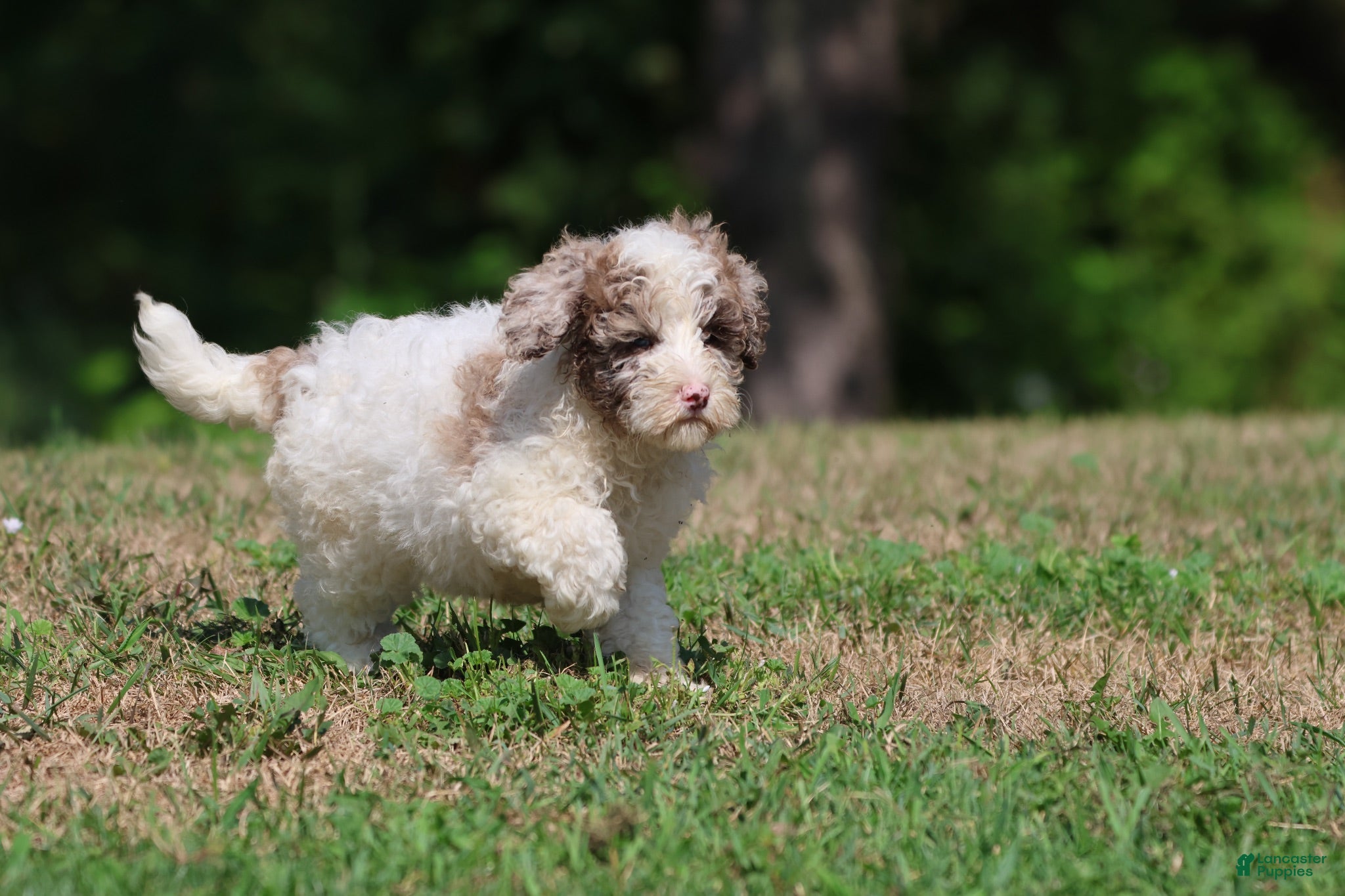 Mini Bernedoodle dogs Cleopatra - Ad 1