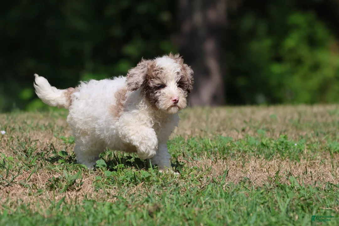 Mini Bernedoodle dogs for sale: Cleopatra - Ad 1