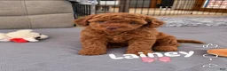 Mini Goldendoodle dogs for sale: Laney - Ad 1