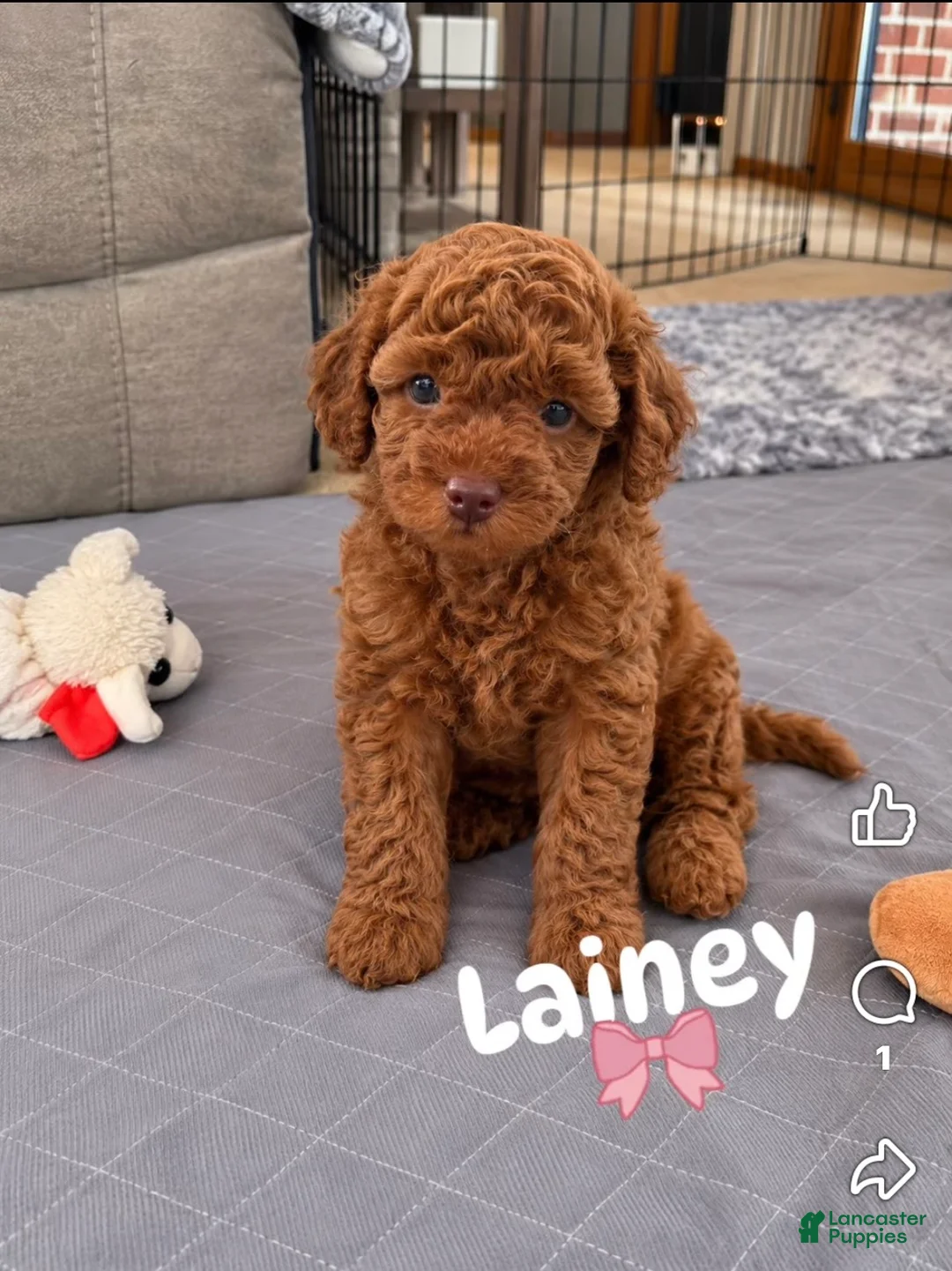 Mini Goldendoodle dogs for sale: Laney - Ad 1
