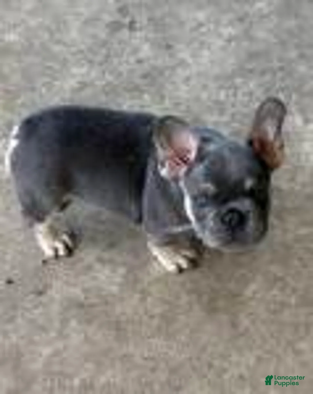 French Bulldog dogs for sale: lily - Ad 2