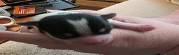 Morkie dogs for sale: Morkie Puppy 2 - Ad 8