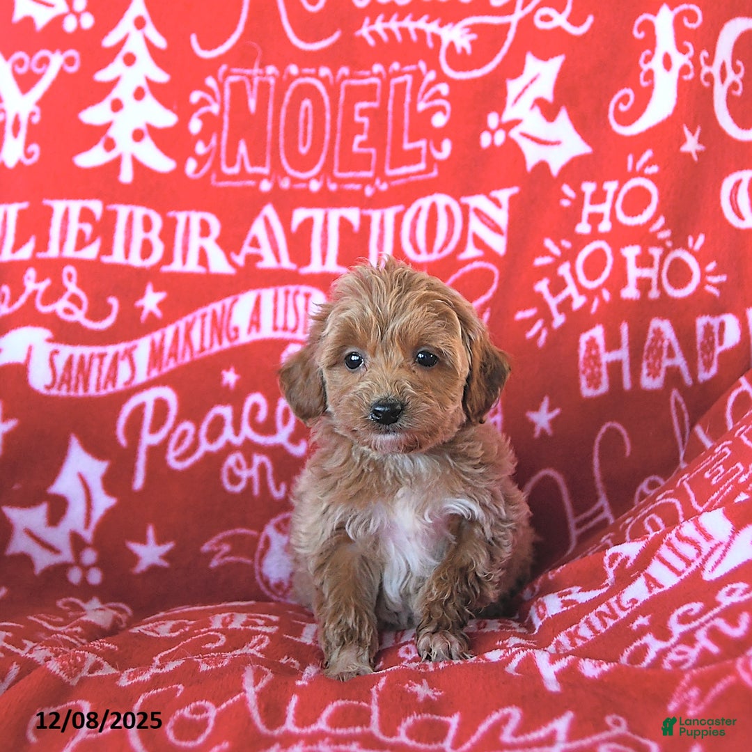 Mini Goldendoodle dogs for sale: Angel - Ad 5