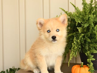 Pomsky dogs Caramel - Ad 23